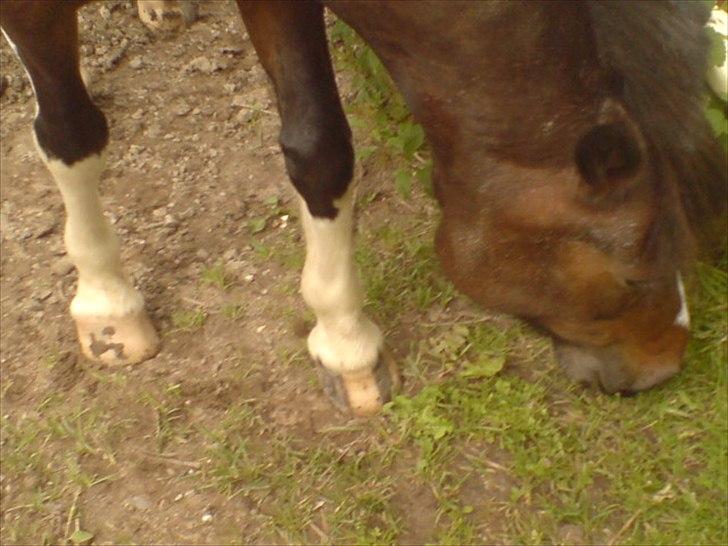 Hygge på Langstruplund Rideskole billede 77