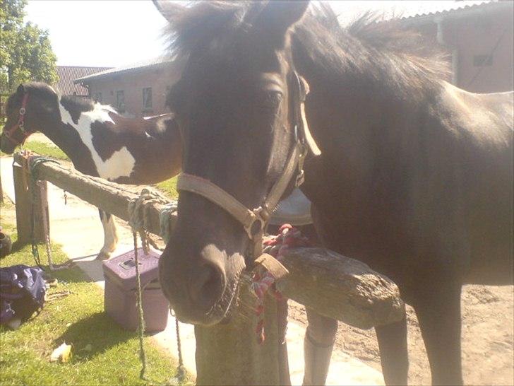 Hygge på Langstruplund Rideskole billede 78