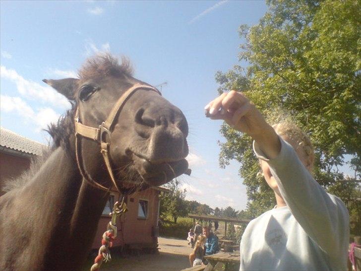 Hygge på Langstruplund Rideskole billede 80