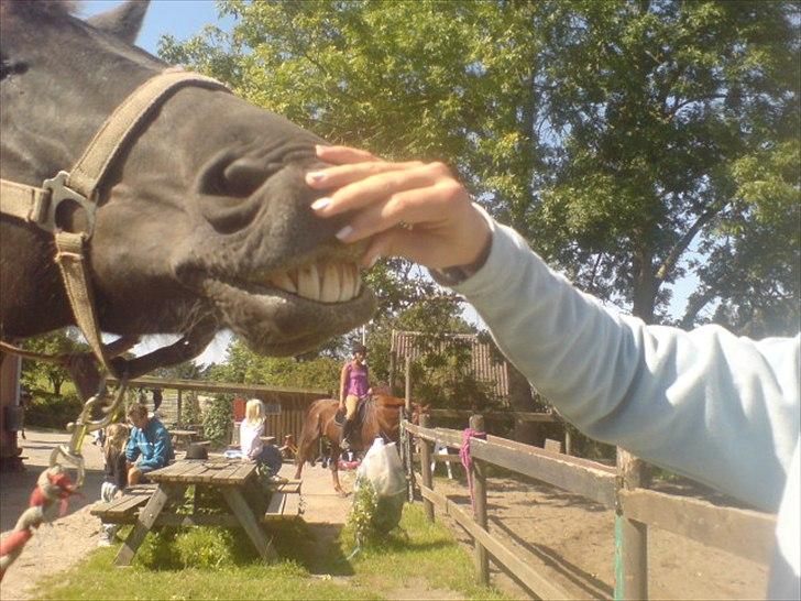 Hygge på Langstruplund Rideskole billede 82
