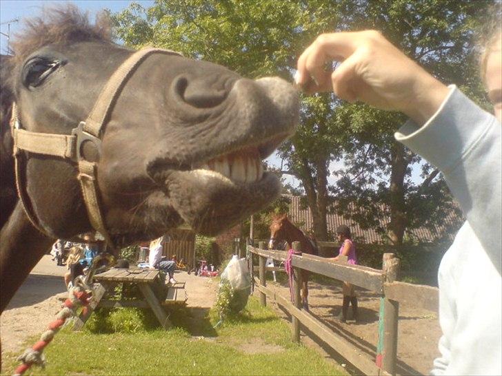 Hygge på Langstruplund Rideskole billede 83