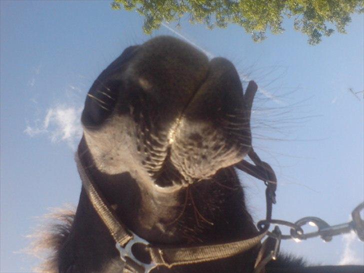 Hygge på Langstruplund Rideskole billede 84