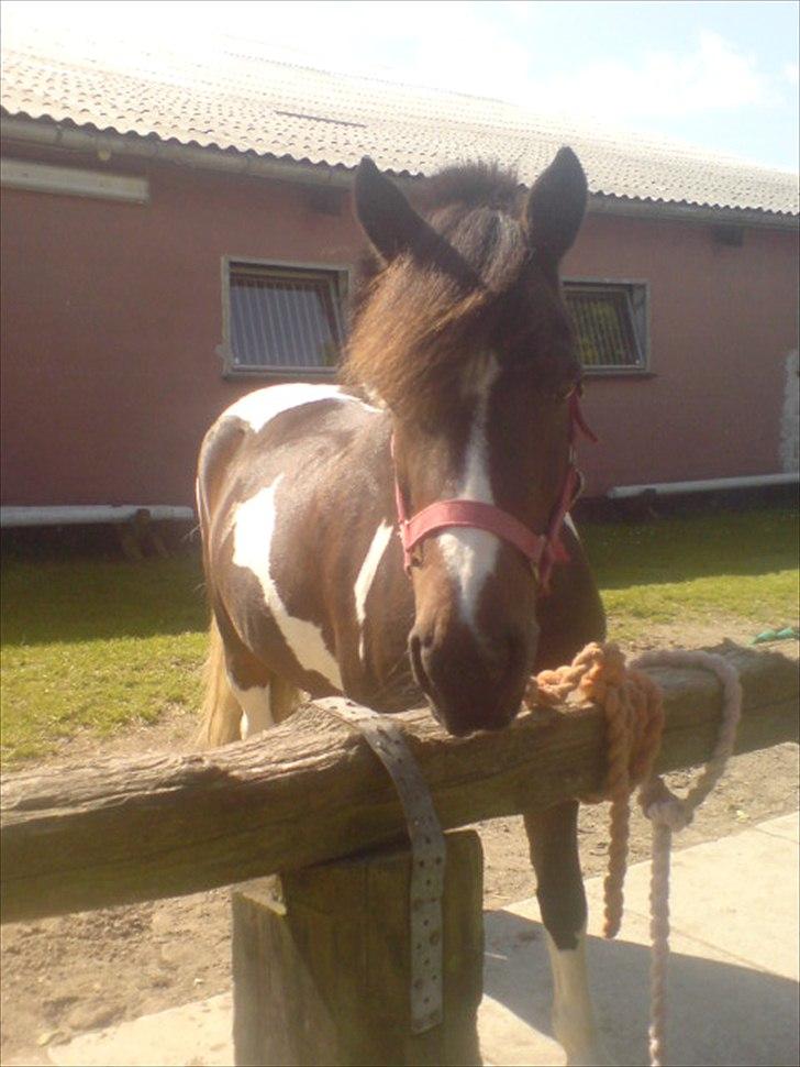 Hygge på Langstruplund Rideskole billede 85