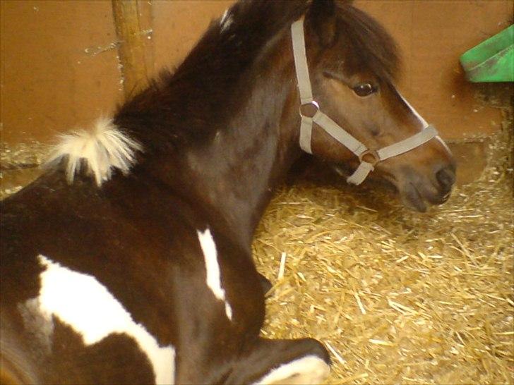 Hygge på Langstruplund Rideskole billede 105