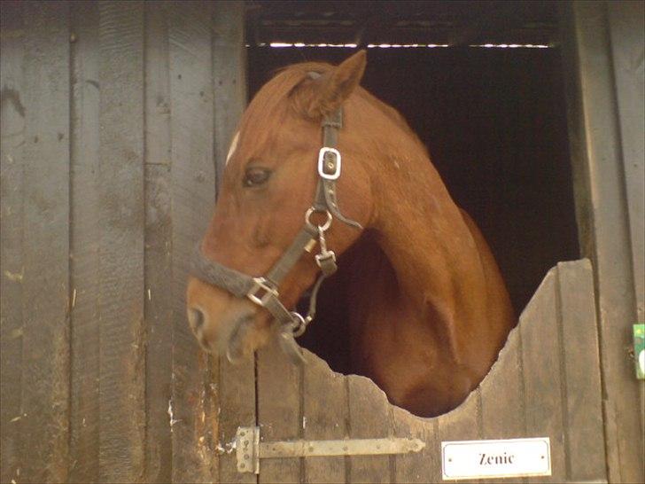 Hygge på Langstruplund Rideskole billede 106