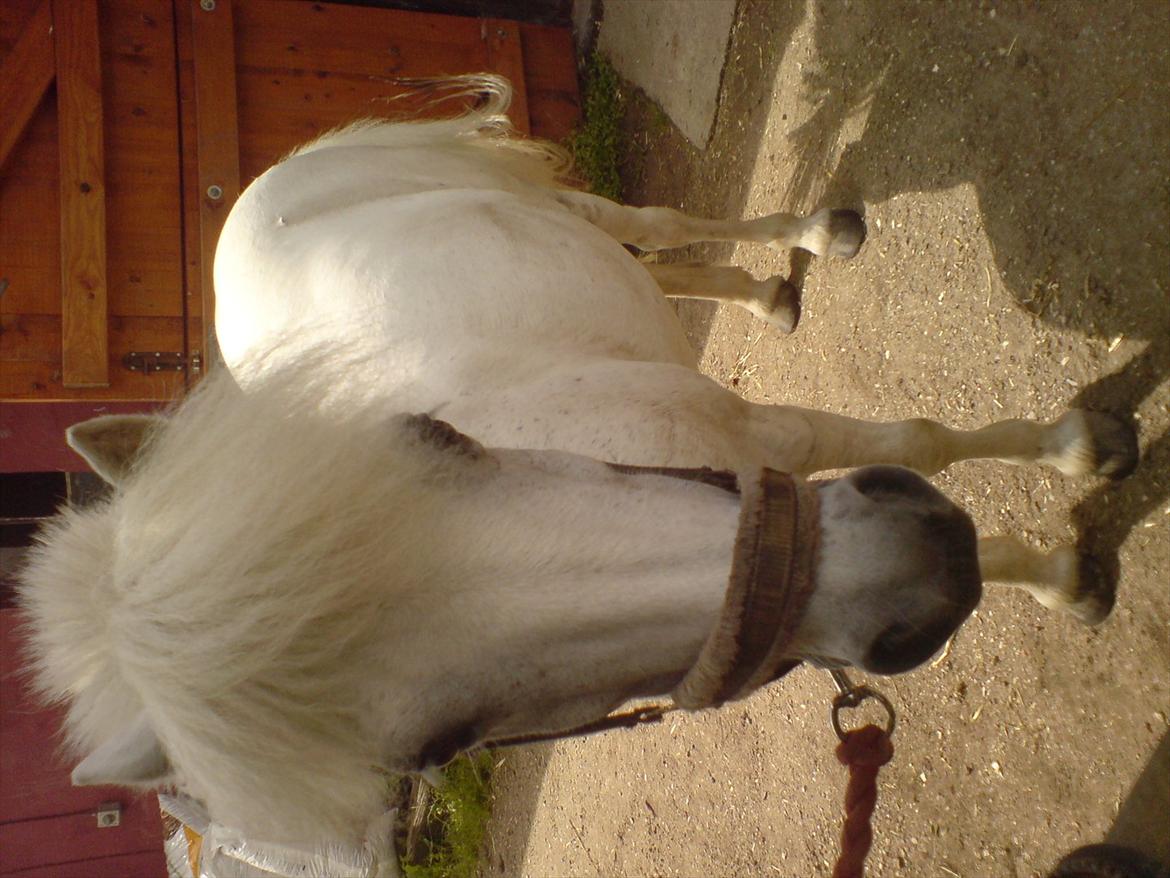 Hygge på Langstruplund Rideskole billede 107