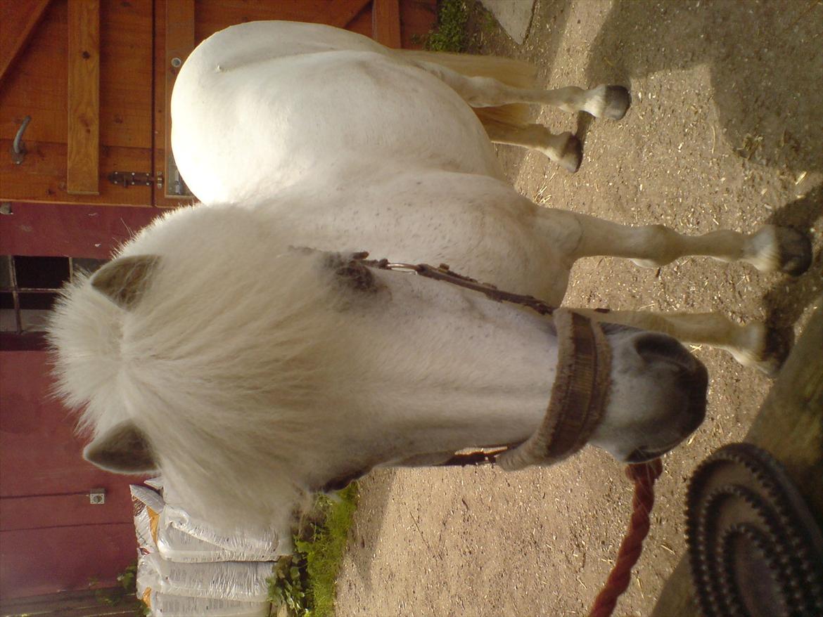 Hygge på Langstruplund Rideskole billede 108