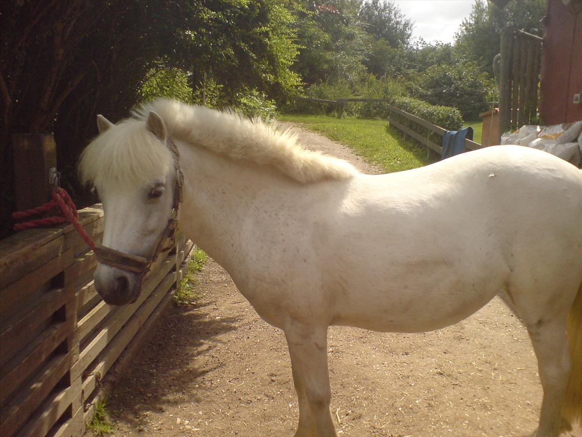 Hygge på Langstruplund Rideskole billede 109