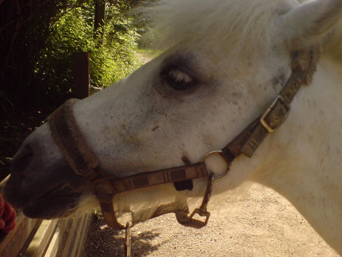 Hygge på Langstruplund Rideskole billede 110