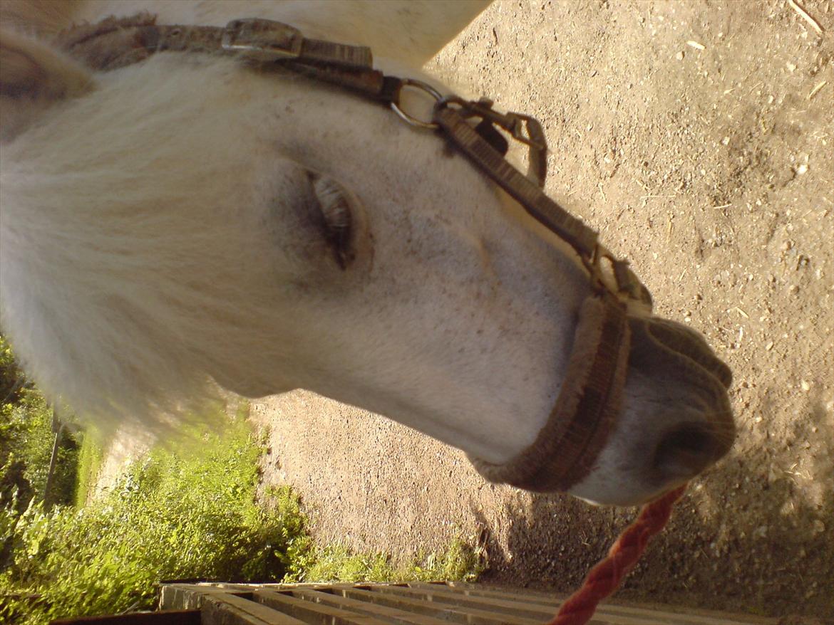 Hygge på Langstruplund Rideskole billede 111