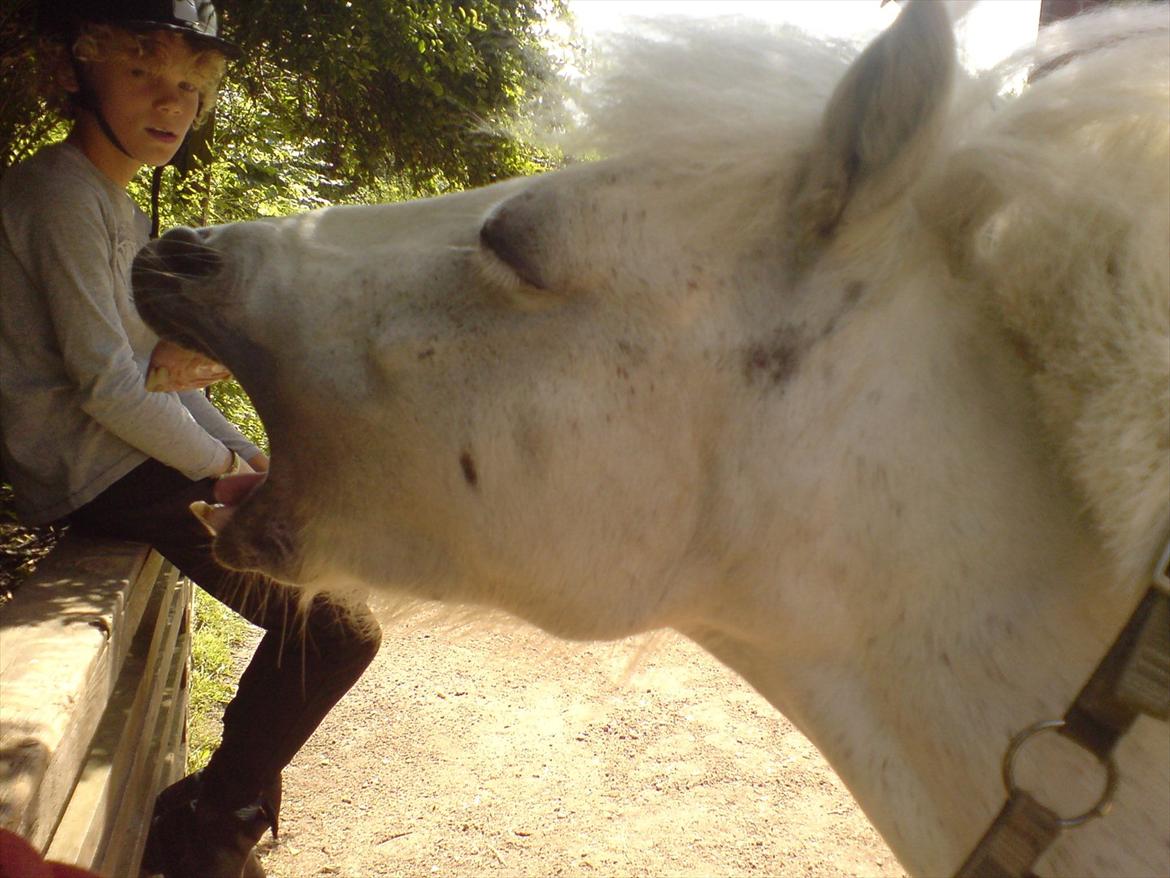 Hygge på Langstruplund Rideskole billede 112