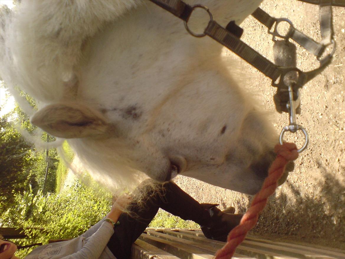 Hygge på Langstruplund Rideskole billede 113