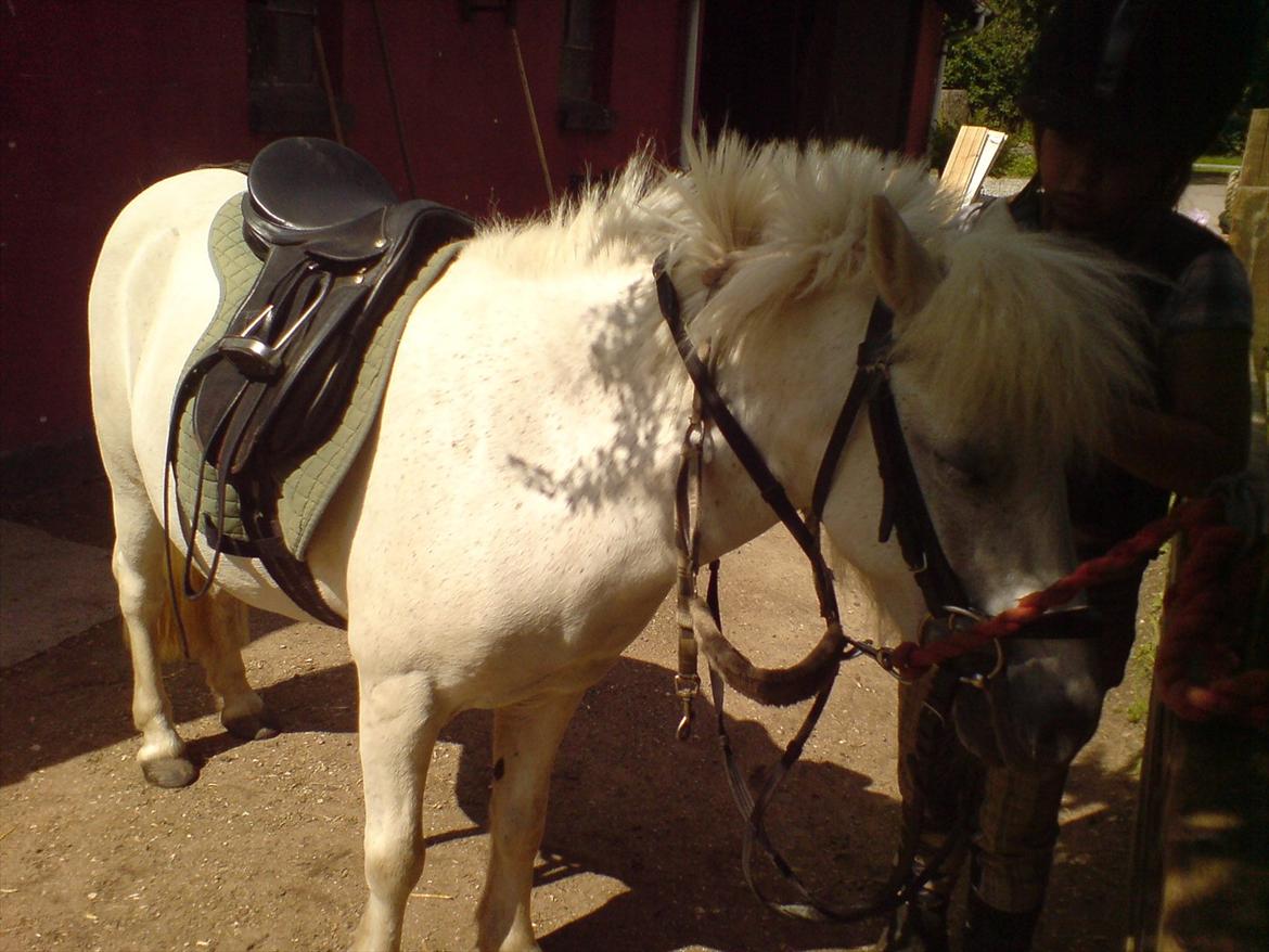 Hygge på Langstruplund Rideskole billede 114