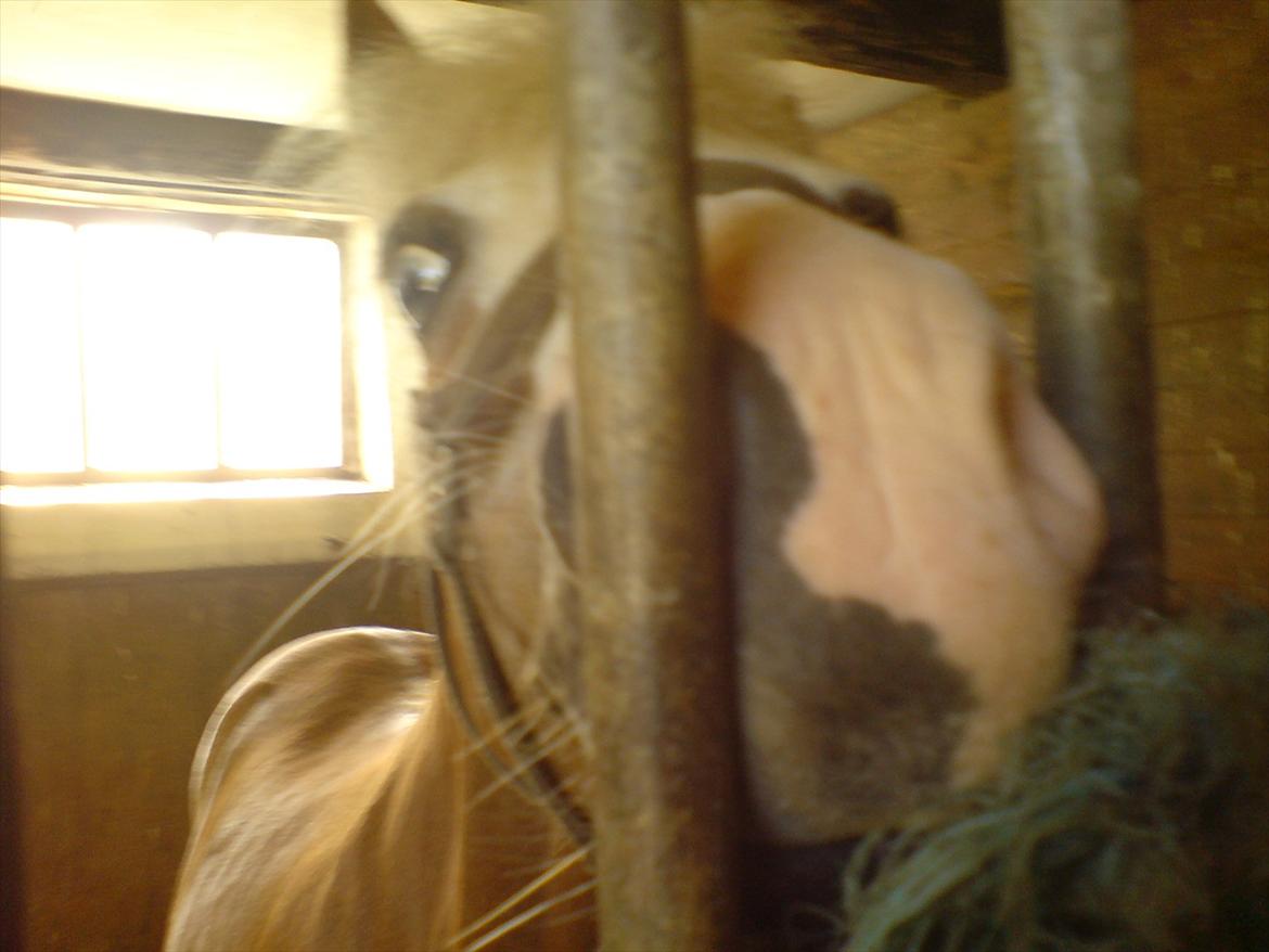 Hygge på Langstruplund Rideskole billede 115