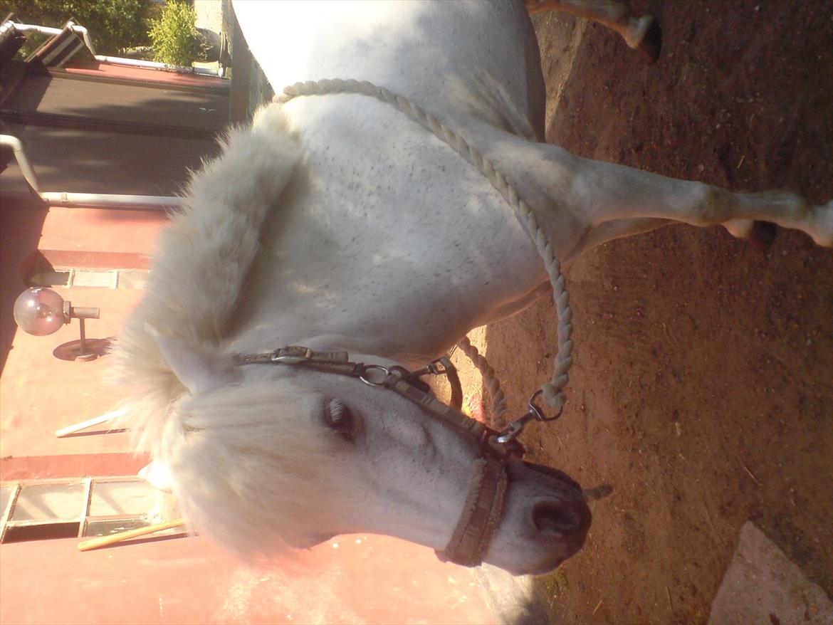 Hygge på Langstruplund Rideskole billede 117