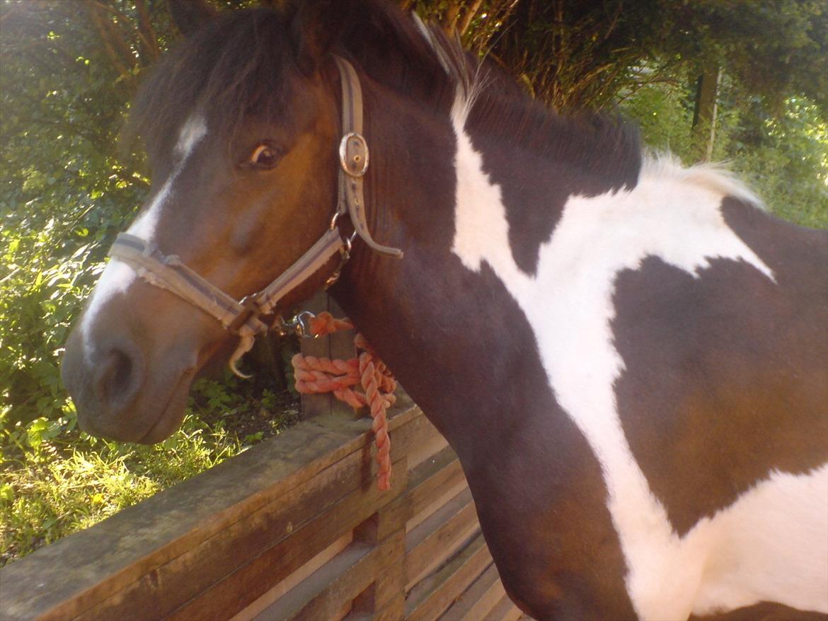 Hygge på Langstruplund Rideskole billede 118