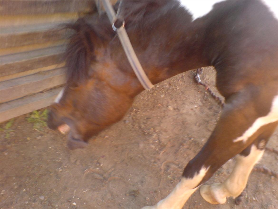 Hygge på Langstruplund Rideskole billede 119