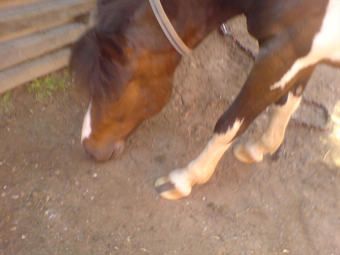 Hygge på Langstruplund Rideskole billede 120