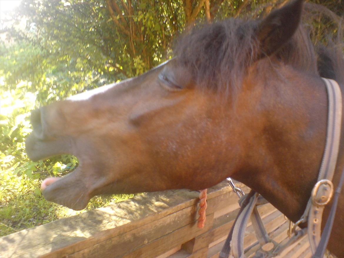 Hygge på Langstruplund Rideskole billede 121