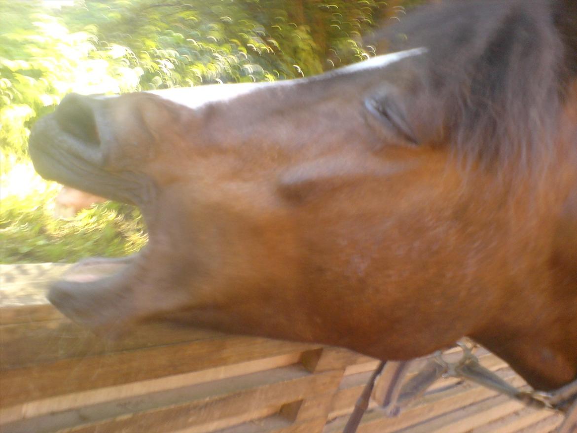 Hygge på Langstruplund Rideskole billede 122