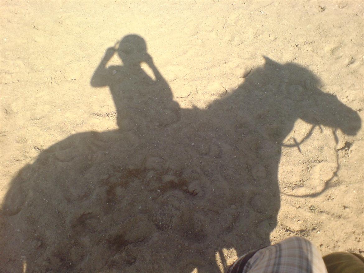 Hygge på Langstruplund Rideskole billede 124