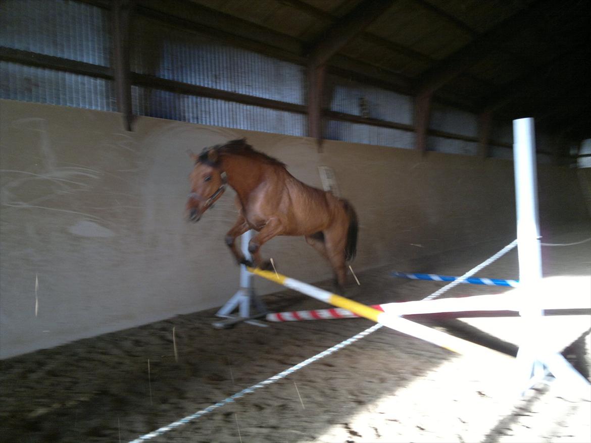 Adeilo på Hodsager Happy Horse billede 10