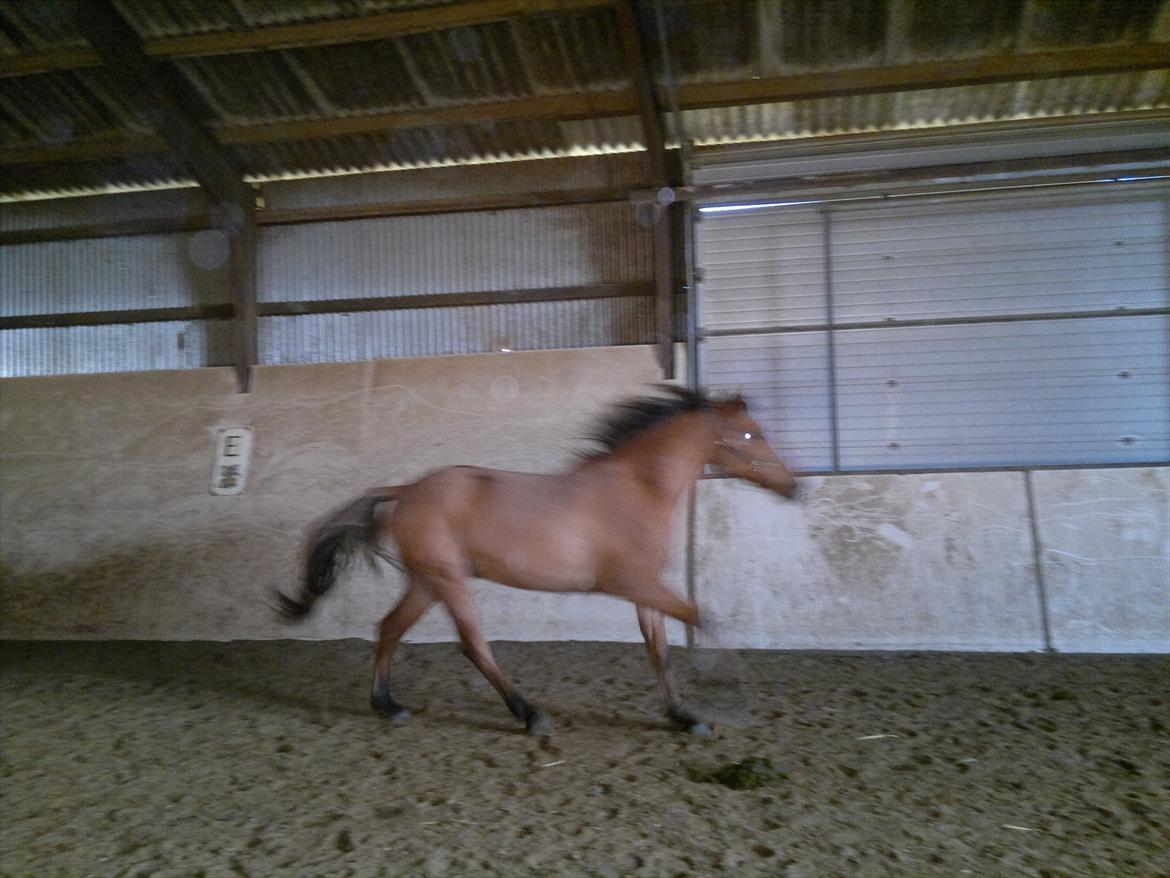 Adeilo på Hodsager Happy Horse billede 11