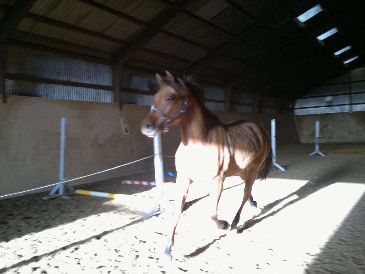 Adeilo på Hodsager Happy Horse billede 12