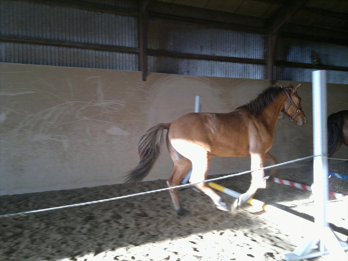 Adeilo på Hodsager Happy Horse billede 13