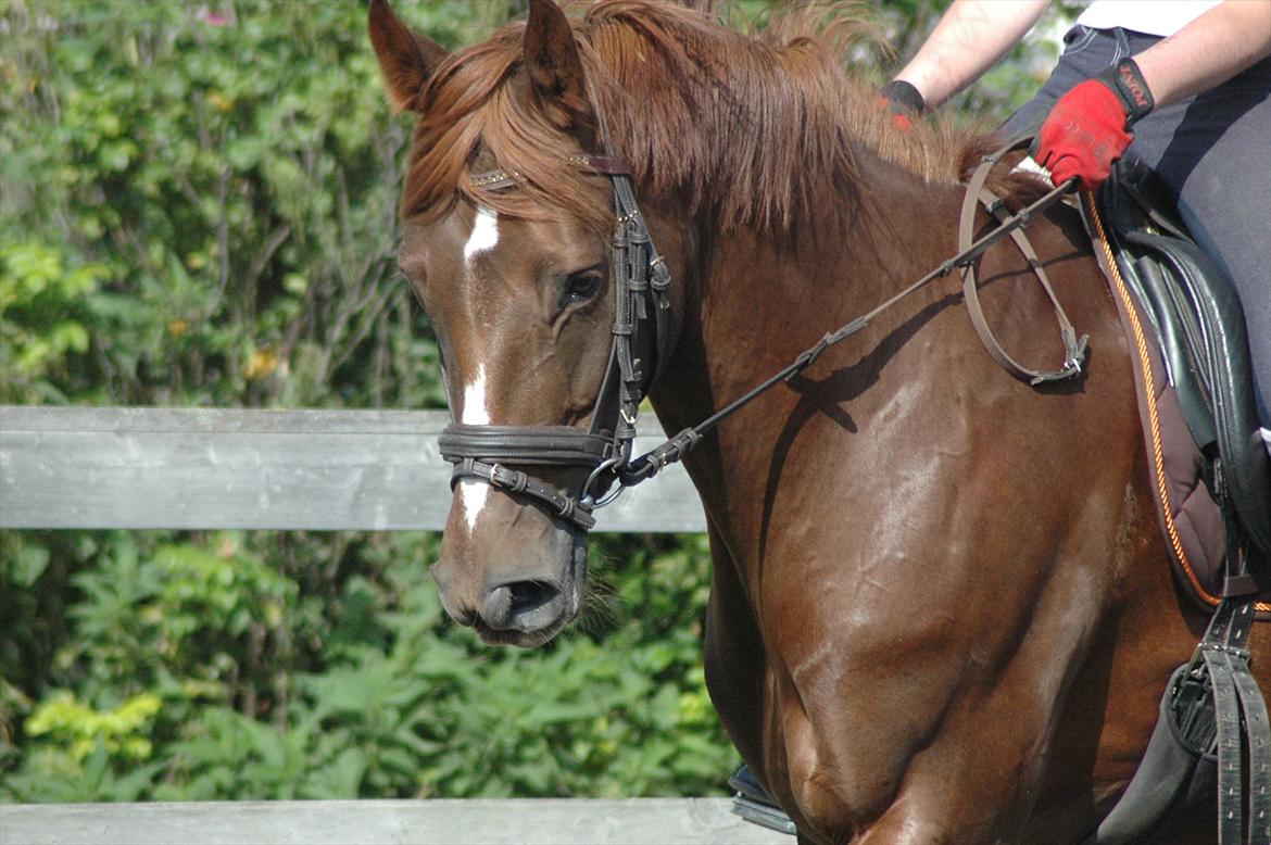 Alt muligt billede 32