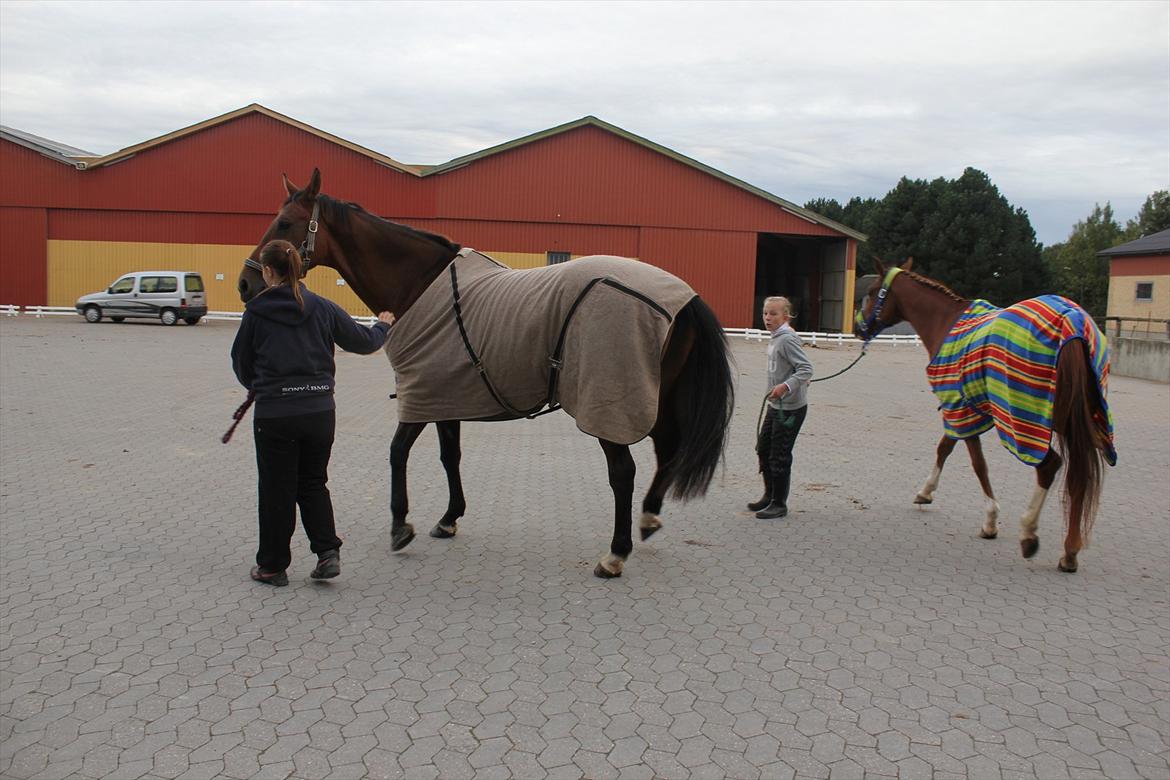Stævne i Ågerupgård Sportsrideklub  d. 17 se billede 1