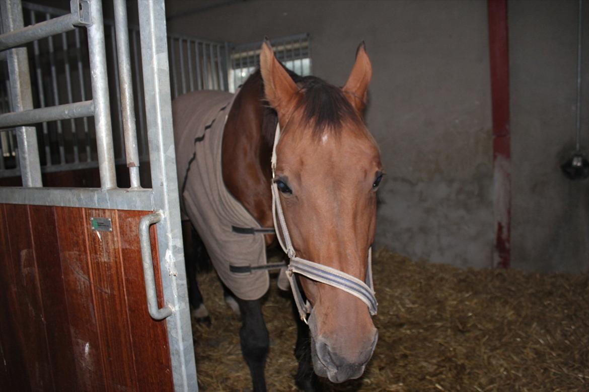 Stævne i Ågerupgård Sportsrideklub  d. 17 se billede 7