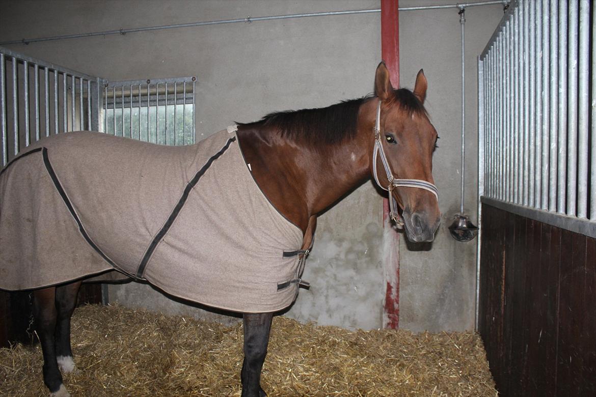 Stævne i Ågerupgård Sportsrideklub  d. 17 se billede 8