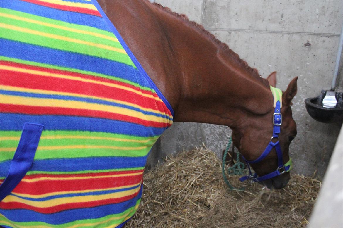 Stævne i Ågerupgård Sportsrideklub  d. 17 se billede 12