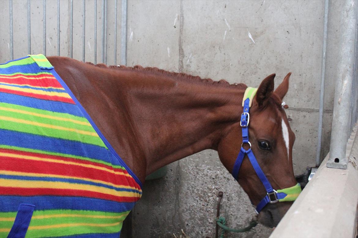 Stævne i Ågerupgård Sportsrideklub  d. 17 se billede 14