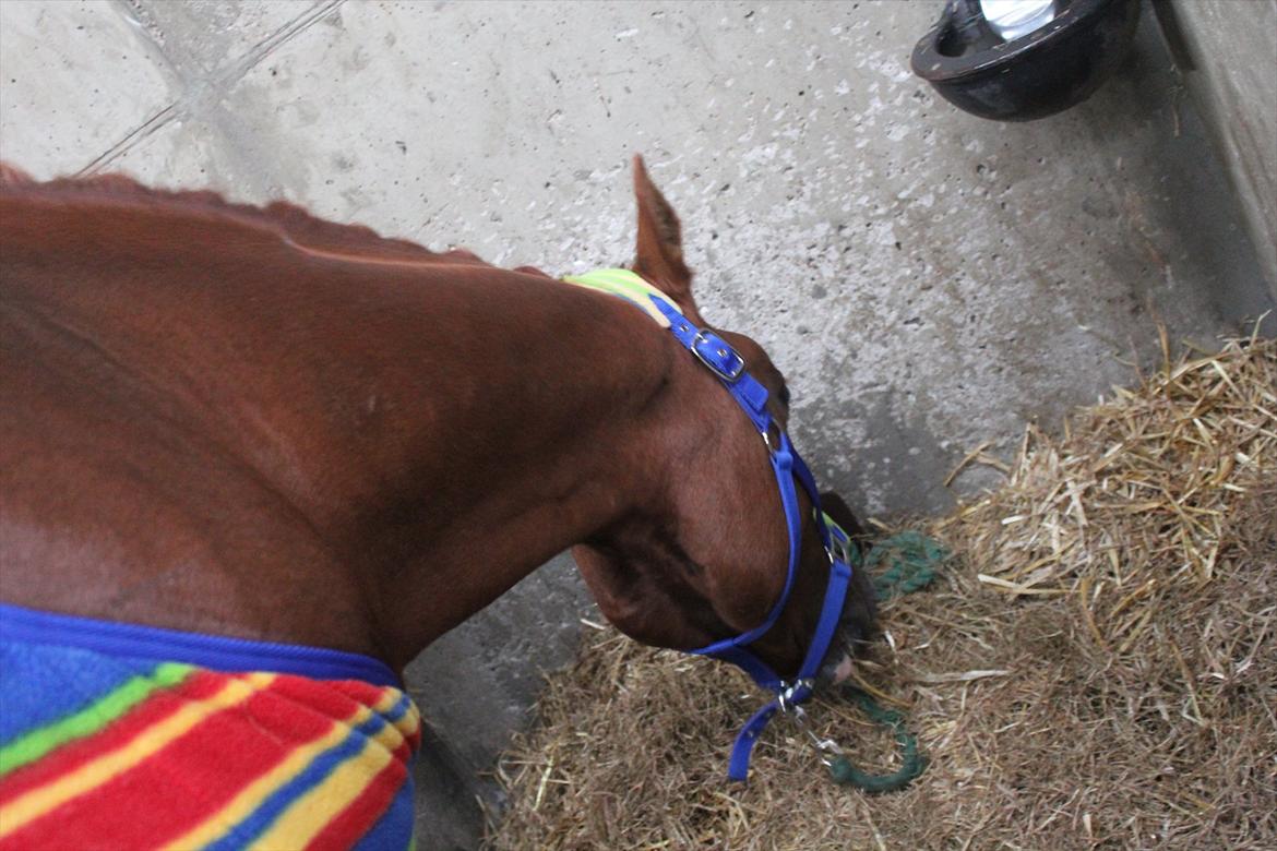 Stævne i Ågerupgård Sportsrideklub  d. 17 se billede 15