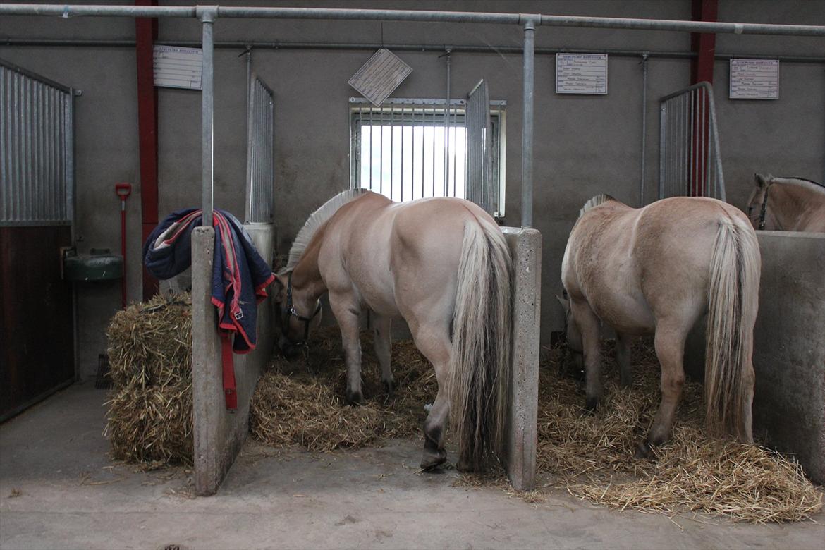 Stævne i Ågerupgård Sportsrideklub  d. 17 se billede 16