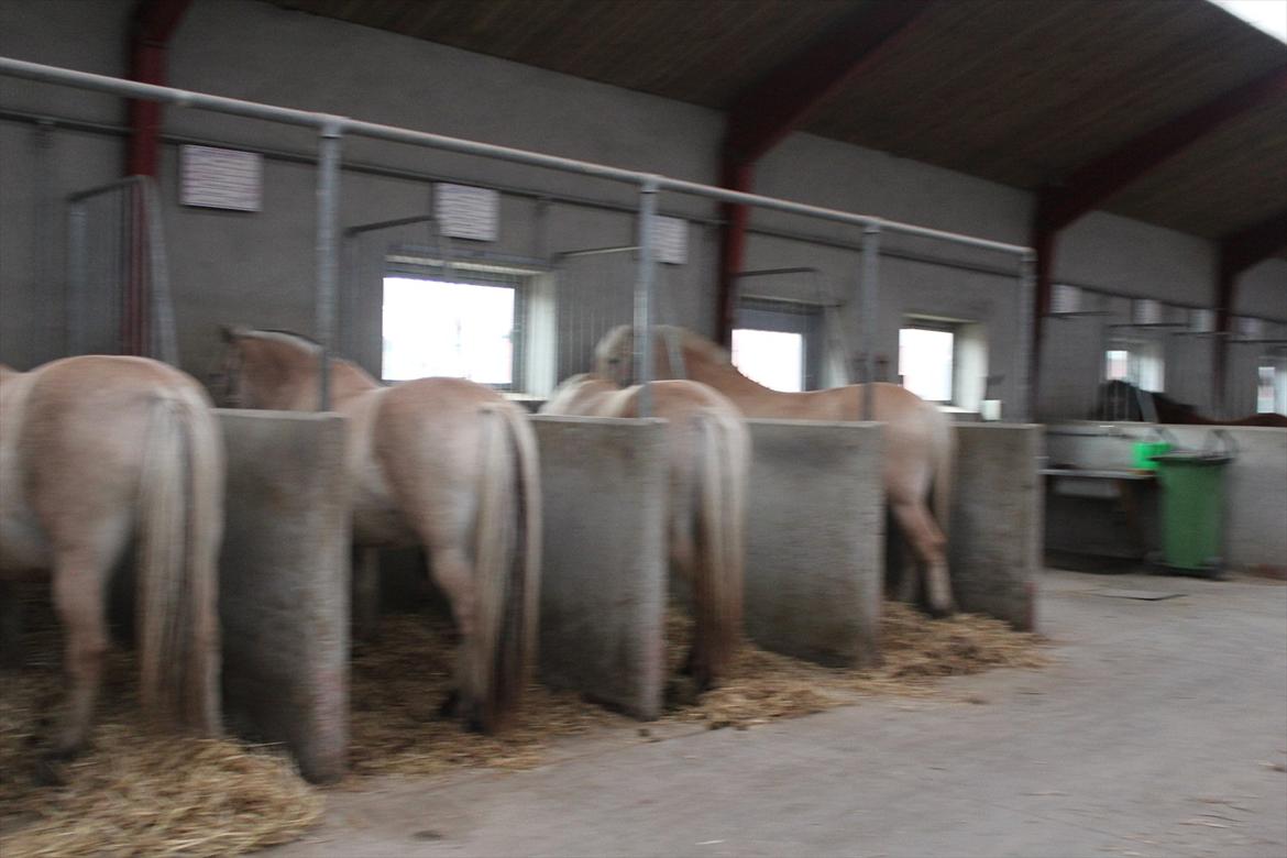 Stævne i Ågerupgård Sportsrideklub  d. 17 se billede 17