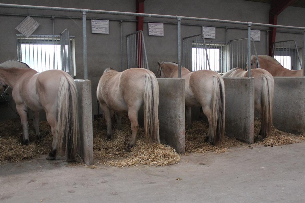 Stævne i Ågerupgård Sportsrideklub  d. 17 se billede 18