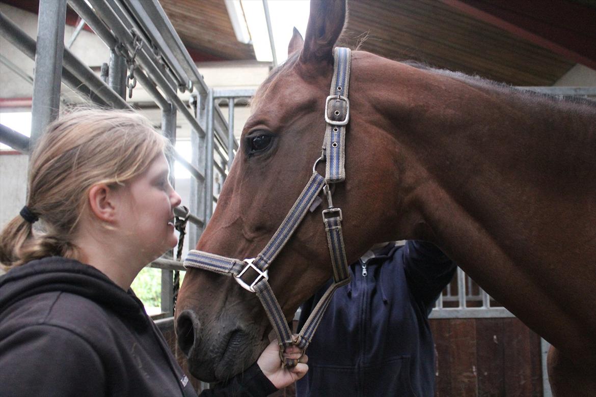 Stævne i Ågerupgård Sportsrideklub  d. 17 se billede 20