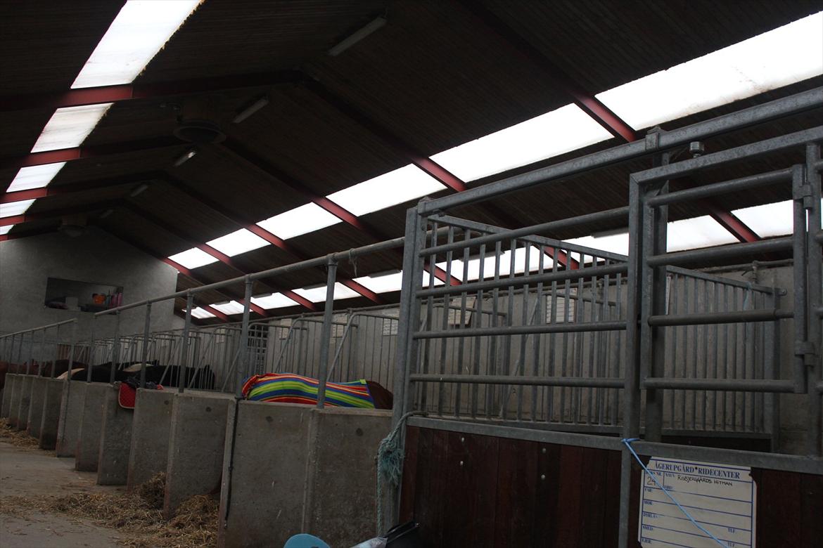 Stævne i Ågerupgård Sportsrideklub  d. 17 se billede 25