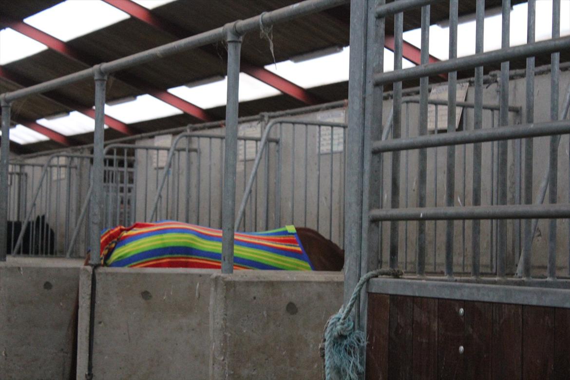 Stævne i Ågerupgård Sportsrideklub  d. 17 se billede 26