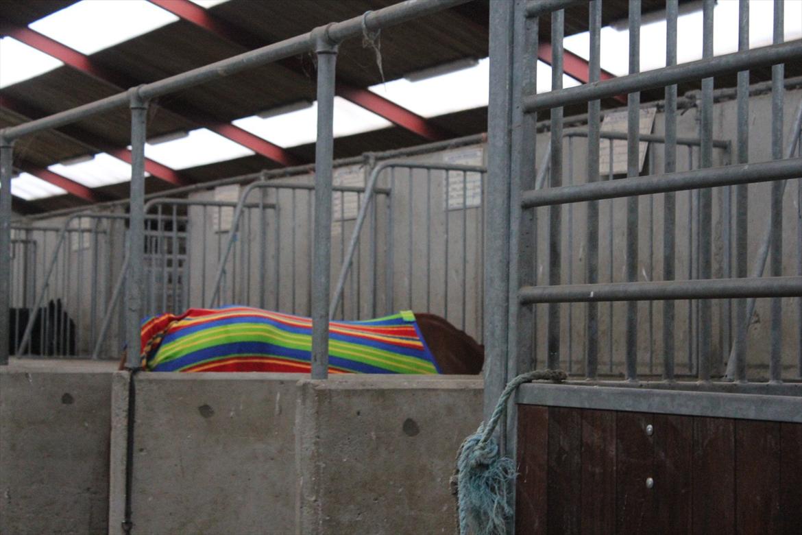 Stævne i Ågerupgård Sportsrideklub  d. 17 se billede 27