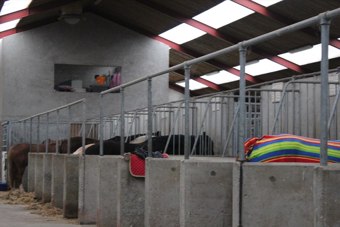 Stævne i Ågerupgård Sportsrideklub  d. 17 se billede 28