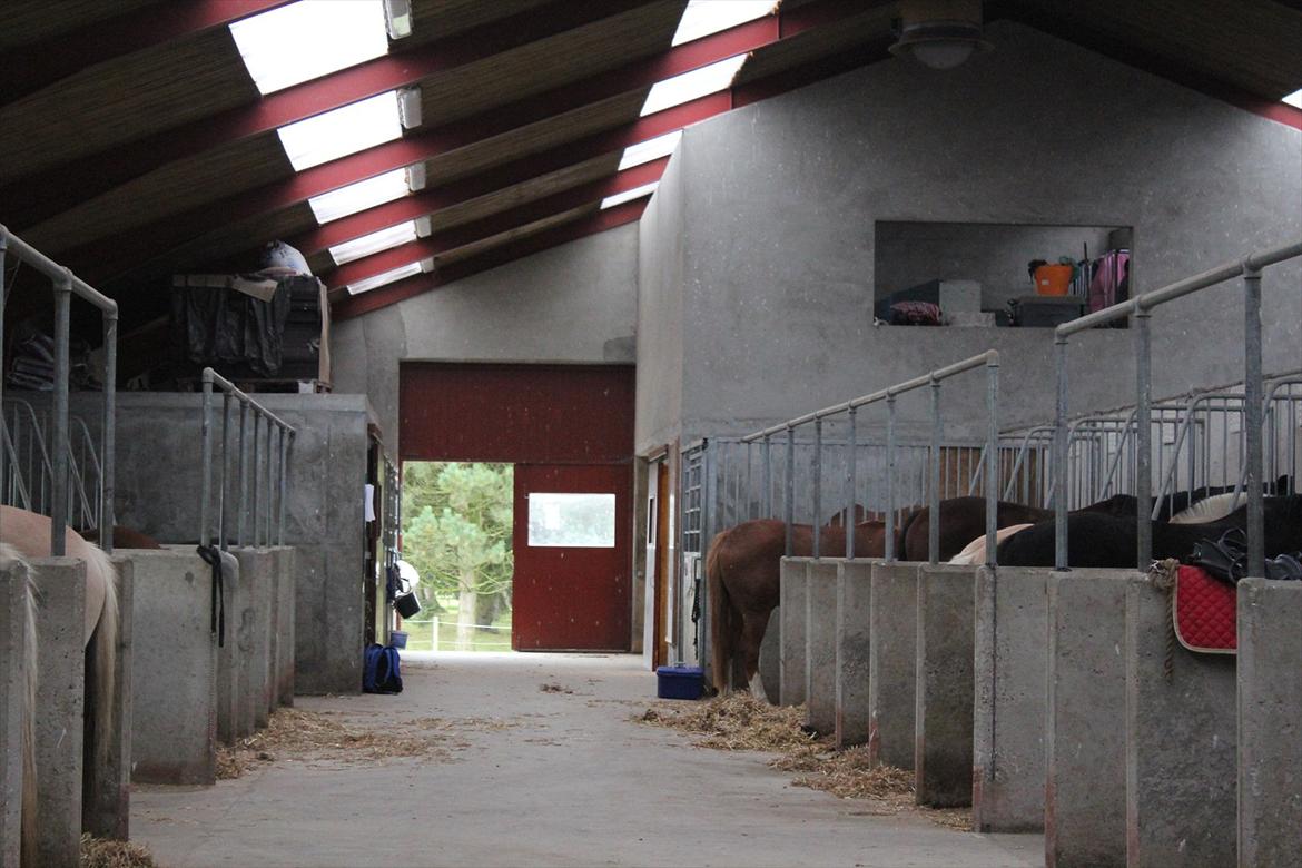 Stævne i Ågerupgård Sportsrideklub  d. 17 se billede 29