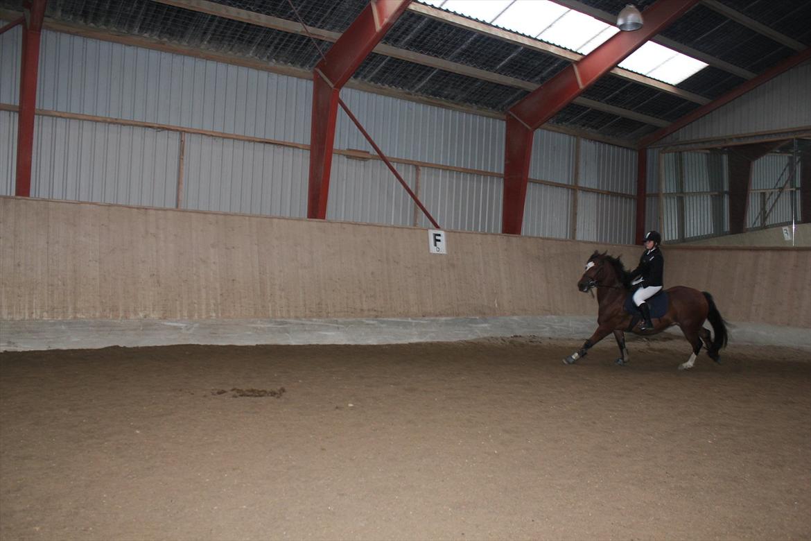 Stævne i Ågerupgård Sportsrideklub  d. 17 se billede 37