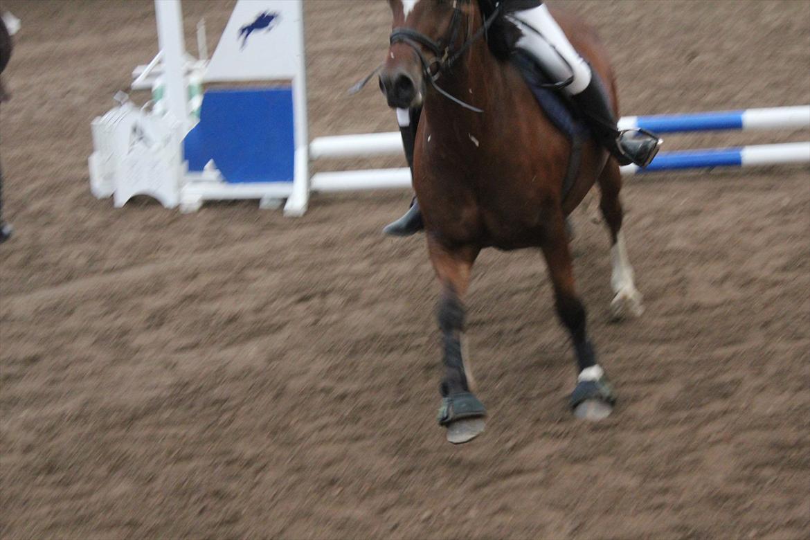 Stævne i Ågerupgård Sportsrideklub  d. 17 se billede 44