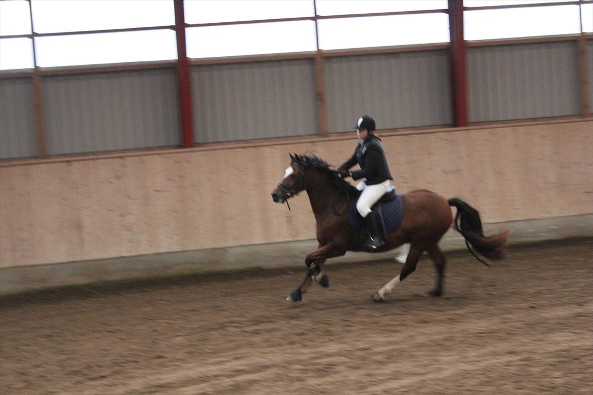 Stævne i Ågerupgård Sportsrideklub  d. 17 se billede 45