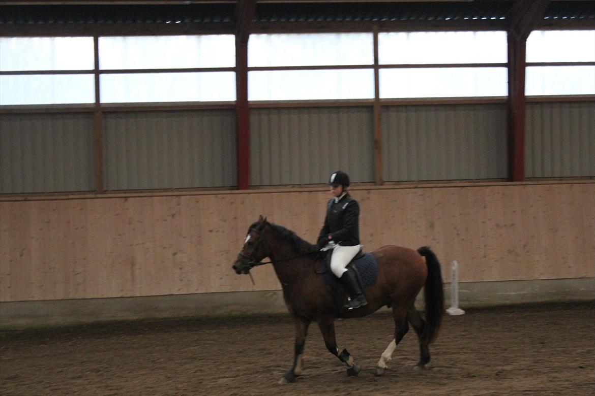 Stævne i Ågerupgård Sportsrideklub  d. 17 se billede 47