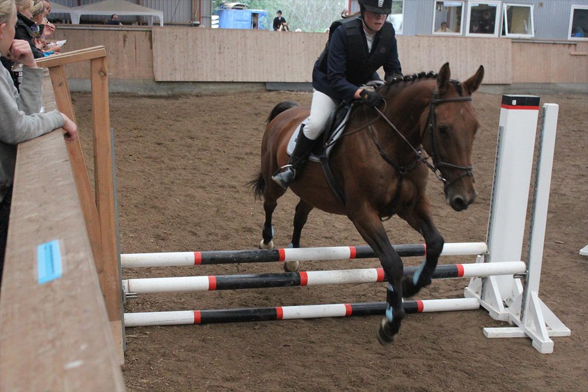 Stævne i Ågerupgård Sportsrideklub  d. 17 se billede 56